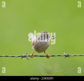 Whitethroat - avec de la nourriture dans le bec approchant de son nid - mai Banque D'Images