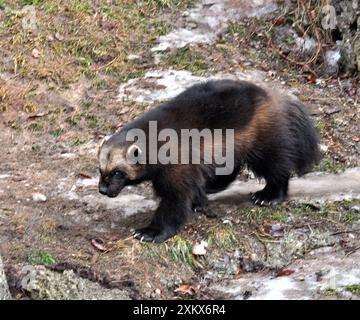 Wolverine - recherche de nourriture dans la neige fondante de la fin de l'hiver Banque D'Images