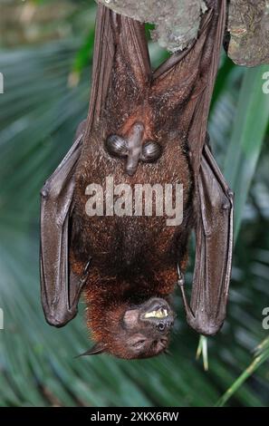 Malayan Flying Fox - mâle suspendu à l'envers Banque D'Images