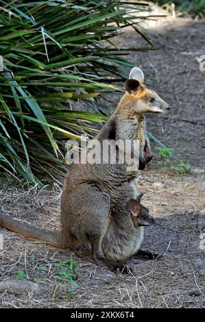 Swamp Wallaby - avec 'joey' bien cultivé dans la poche de sa mère Banque D'Images