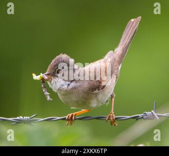 Whitethroat - avec de la nourriture dans le bec approchant de son nid - mai Banque D'Images