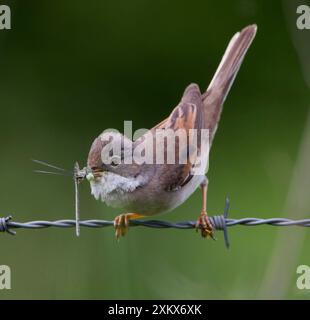 Whitethroat - avec de la nourriture dans le bec approchant de son nid - mai Banque D'Images