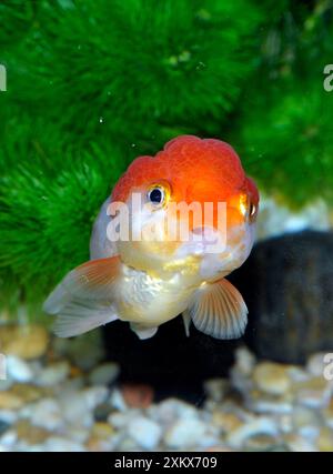 Poisson rouge. Variété Oranda. Banque D'Images