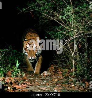 Bengale / Tigre indien approchant de l'obscurité Banque D'Images