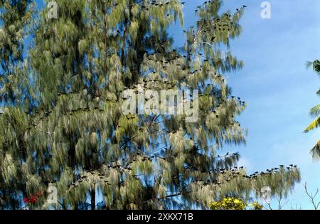 Petite Terne Noddy - colonie dans l'arbre Banque D'Images