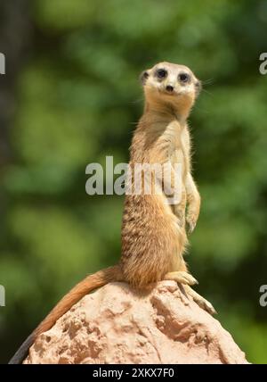 Meerkat sur Lookout Banque D'Images