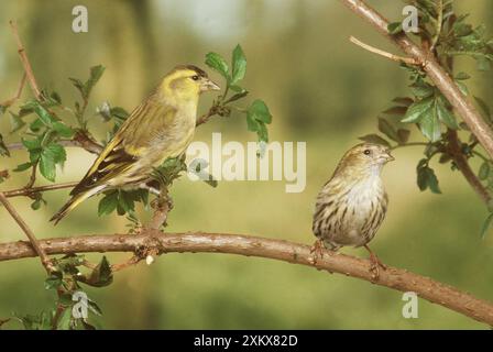 SISKIN - deux sur la branche Banque D'Images