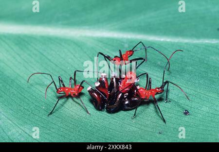 ASSASSIN BUG - NYMPHES ÉCLOSENT Banque D'Images