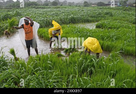 Mumbai, Inde. 24 juillet 2024. Les hommes portant un imperméable arrachent des jeunes pousses de riz dans une rizière à la périphérie de Mumbai. Le semis de riz se fait pendant la saison de la mousson en Inde car la rizière est inondée d'eau de pluie, ce qui contribue à améliorer la croissance de la plupart des variétés, produisant ainsi des rendements plus élevés de la culture. (Photo par Ashish Vaishnav/SOPA images/SIPA USA) crédit : SIPA USA/Alamy Live News Banque D'Images