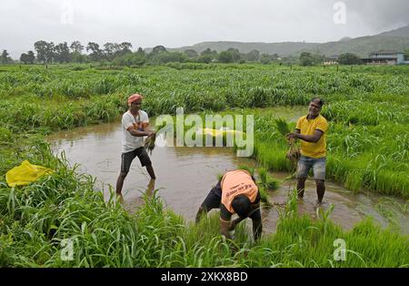 Mumbai, Inde. 24 juillet 2024. Les hommes arrachent des jeunes pousses de riz dans une rizière à la périphérie de Mumbai. Le semis de riz se fait pendant la saison de la mousson en Inde car la rizière est inondée d'eau de pluie, ce qui contribue à améliorer la croissance de la plupart des variétés, produisant ainsi des rendements plus élevés de la culture. (Photo par Ashish Vaishnav/SOPA images/SIPA USA) crédit : SIPA USA/Alamy Live News Banque D'Images