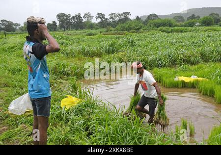 Mumbai, Inde. 24 juillet 2024. Un homme (R) porte des jeunes pousses de riz dans une rizière à la périphérie de Mumbai. Le semis de riz se fait pendant la saison de la mousson en Inde car la rizière est inondée d'eau de pluie, ce qui contribue à améliorer la croissance de la plupart des variétés, produisant ainsi des rendements plus élevés de la culture. (Photo par Ashish Vaishnav/SOPA images/SIPA USA) crédit : SIPA USA/Alamy Live News Banque D'Images