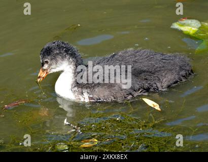 80180138 Coot - Chick Fulica atra nouvellement indépendant.... Banque D'Images