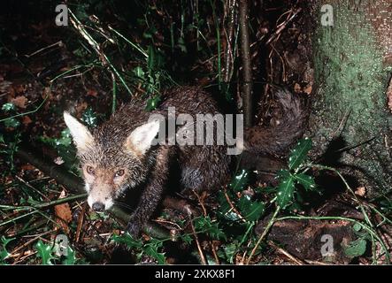 RENARD rouge - pris vivant dans le piège Banque D'Images