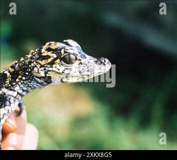 ALLIGATOR CHINOIS - tête d'éclosion, gros plan Banque D'Images