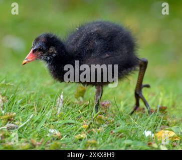 80190020 Moorhen - poussin Gallinula chloropus Pat.... Banque D'Images