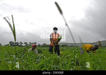 Mumbai, Inde. 24 juillet 2024. On voit des hommes travailler dans une rizière à la périphérie de Mumbai. Le semis de riz se fait pendant la saison de la mousson en Inde car la rizière est inondée d'eau de pluie, ce qui contribue à améliorer la croissance de la plupart des variétés, produisant ainsi des rendements plus élevés de la culture. (Photo par Ashish Vaishnav/SOPA images/SIPA USA) crédit : SIPA USA/Alamy Live News Banque D'Images