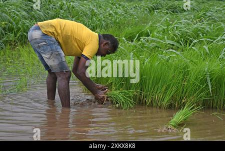 Mumbai, Inde. 24 juillet 2024. Un homme cueille des jeunes pousses de riz dans une rizière à la périphérie de Mumbai. Le semis de riz se fait pendant la saison de la mousson en Inde car la rizière est inondée d'eau de pluie, ce qui contribue à améliorer la croissance de la plupart des variétés, produisant ainsi des rendements plus élevés de la culture. (Photo par Ashish Vaishnav/SOPA images/SIPA USA) crédit : SIPA USA/Alamy Live News Banque D'Images