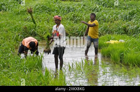 Mumbai, Inde. 24 juillet 2024. Les hommes arrachent des jeunes pousses de riz dans une rizière à la périphérie de Mumbai. Le semis de riz se fait pendant la saison de la mousson en Inde car la rizière est inondée d'eau de pluie, ce qui contribue à améliorer la croissance de la plupart des variétés, produisant ainsi des rendements plus élevés de la culture. (Photo par Ashish Vaishnav/SOPA images/SIPA USA) crédit : SIPA USA/Alamy Live News Banque D'Images