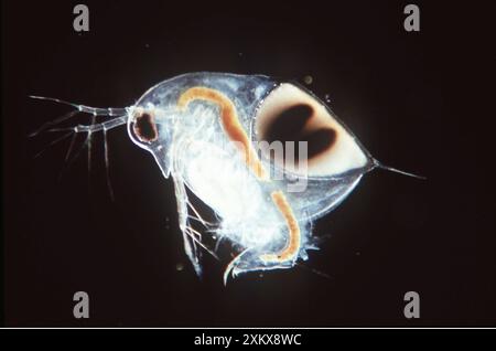 PUCE D'EAU / DAPHNIA -avec oeuf au repos Banque D'Images