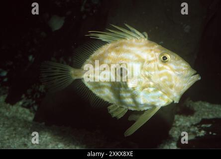 JOHN DORY POISSON Banque D'Images