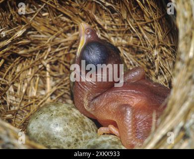 Oeufs de Paruline de Cucou et de roseau (Acrocephalus scirpaceus) Banque D'Images