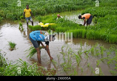 Mumbai, Inde. 24 juillet 2024. Un homme (au premier plan) sème des jeunes pousses de riz dans une rizière à la périphérie de Mumbai. Le semis de riz se fait pendant la saison de la mousson en Inde car la rizière est inondée d'eau de pluie, ce qui contribue à améliorer la croissance de la plupart des variétés, produisant ainsi des rendements plus élevés de la culture. (Photo par Ashish Vaishnav/SOPA images/SIPA USA) crédit : SIPA USA/Alamy Live News Banque D'Images