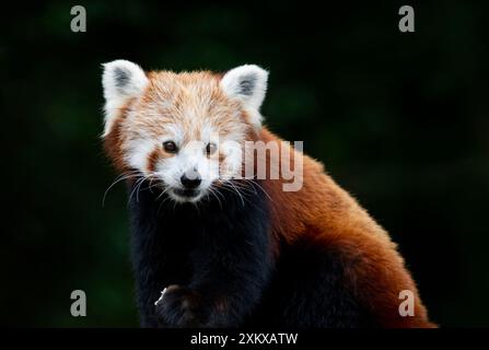 Joli panda rouge au Birmingham Wildlife conservation Park, Birmingham, Angleterre Banque D'Images