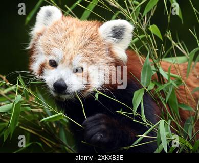 Mignon Red Panda au Birmingham Wildlife conservation Park Banque D'Images