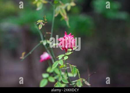 Belle rose de couleur rose dans le jardin, rose fleurie sur fond vert, gros plan. Banque D'Images