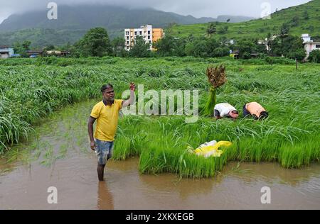 Mumbai, Maharashtra, Inde. 24 juillet 2024. Un homme jette un tas de jeunes pousses de riz cueillies dans une rizière à la périphérie de Mumbai. Le semis de riz se fait pendant la saison de la mousson en Inde car la rizière est inondée d'eau de pluie, ce qui contribue à améliorer la croissance de la plupart des variétés, produisant ainsi des rendements plus élevés de la culture. (Crédit image : © Ashish Vaishnav/SOPA images via ZUMA Press Wire) USAGE ÉDITORIAL SEULEMENT! Non destiné à UN USAGE commercial ! Banque D'Images