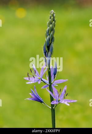 Pointe de fleur de Camassia sp plante de jardin Banque D'Images
