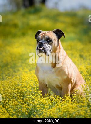 Portrait extérieur en éclairage naturel d'un bouledogue pris dans un champ de fleurs jaunes Banque D'Images