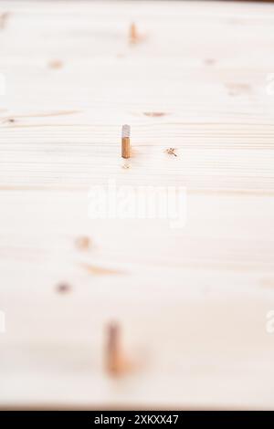 Gros plan de chevilles en bois joignant des planches de bois dans un atelier de menuiserie. La faible profondeur de champ souligne la texture du bois Banque D'Images