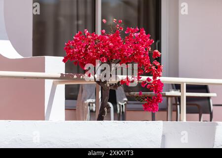 L'arbre rouge pousse sur un balcon. Fleur rose en fleur sur balustrade de balcon Banque D'Images