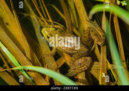 Jeune ouarouille américaine (Lithobates catesbeianus) assis dans des queues près de la rive de l'étang, Castle Rock Colorado USA. Photo prise en juillet. Banque D'Images