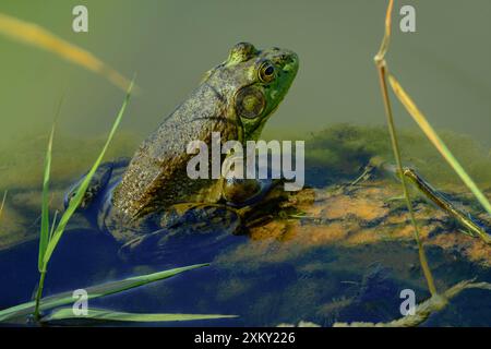 Ouaouarouille mâle (Lithobates catesbeianus), assis sur des plantes aquatiques le long de East Plum Creek, comté de Douglas, Castle Rock Colorado États-Unis. Banque D'Images