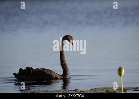 Un seul cygne noir mûr traverse son lagon pour montrer sa domination territoriale au Saint-Laurent, les marécages du Queensland, en Australie. Banque D'Images