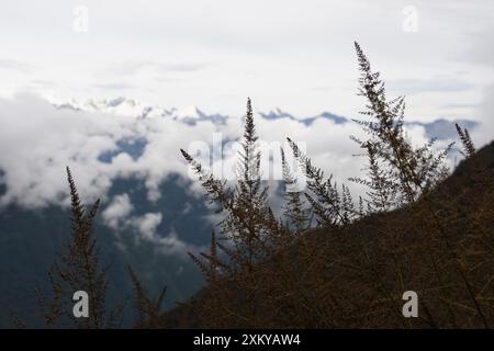 Forêt des nuages, Inka Trail, Cusco, Pérou Banque D'Images