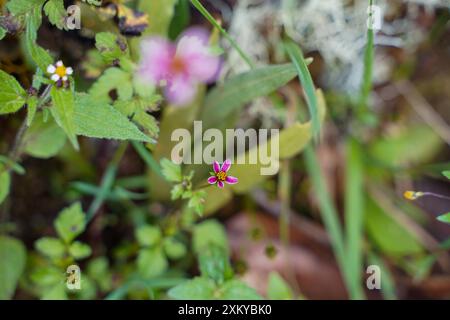 Aiguilles espagnoles ou Bidens alba Flower, Inka Trail, Cusco, Pérou Banque D'Images