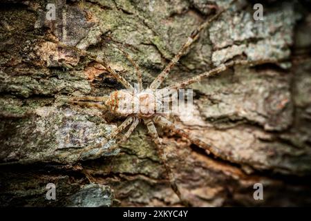 Araignée brune et blanche, araignée à deux queues reposant sur l'écorce d'arbre est debout immobile sur un tronc d'arbre rugueux, camouflé contre l'écorce. Banque D'Images