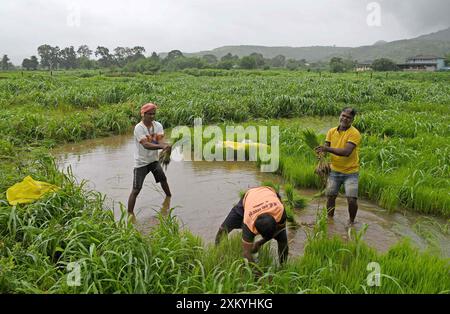 Mumbai, Maharashtra, Inde. 24 juillet 2024. Les hommes arrachent des jeunes pousses de riz dans une rizière à la périphérie de Mumbai. Le semis de riz se fait pendant la saison de la mousson en Inde car la rizière est inondée d'eau de pluie, ce qui contribue à améliorer la croissance de la plupart des variétés, produisant ainsi des rendements plus élevés de la culture. (Crédit image : © Ashish Vaishnav/SOPA images via ZUMA Press Wire) USAGE ÉDITORIAL SEULEMENT! Non destiné à UN USAGE commercial ! Banque D'Images