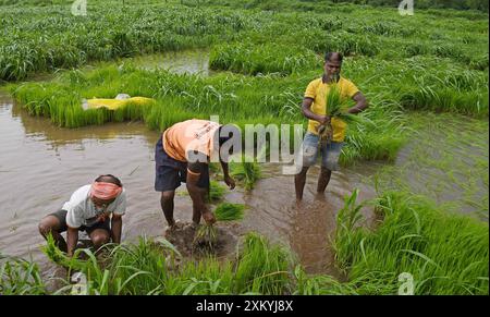 Mumbai, Maharashtra, Inde. 24 juillet 2024. Les hommes arrachent des jeunes pousses de riz dans une rizière à la périphérie de Mumbai. Le semis de riz se fait pendant la saison de la mousson en Inde car la rizière est inondée d'eau de pluie, ce qui contribue à améliorer la croissance de la plupart des variétés, produisant ainsi des rendements plus élevés de la culture. (Crédit image : © Ashish Vaishnav/SOPA images via ZUMA Press Wire) USAGE ÉDITORIAL SEULEMENT! Non destiné à UN USAGE commercial ! Banque D'Images