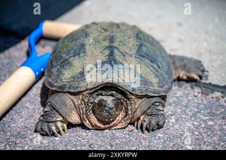 Focus sélectif sur une grande tortue piquante traversant une route pavée à la recherche de nouveau territoire. Banque D'Images