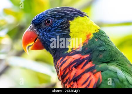 Coconut Lorikeet (Trichoglossus haematodus), parfois classé comme Rainbow Lorikeet (Trichoglossus moluccanus), au zoo de Jacksonville. (ÉTATS-UNIS) Banque D'Images