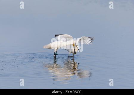 Eurasian Spoonbill Platalea leucorodia, nourrisson adulte, réserve Minsmere RSPB, Suffolk, Angleterre, juillet Banque D'Images