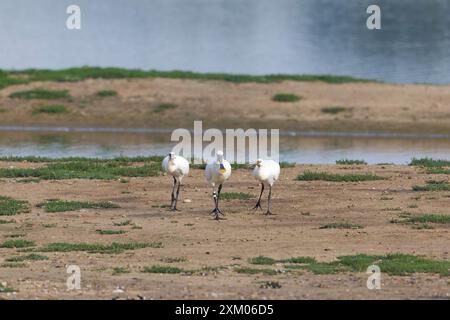 Cuillère eurasienne Platalea leucorodia, 2 juvéniles mendiant adulte pour la nourriture, réserve Minsmere RSPB, Suffolk, Angleterre, juillet Banque D'Images