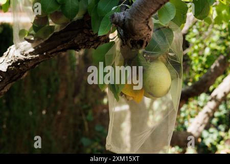 Poires San Juan (pyrus communis) protégées contre les oiseaux avec un filet en tissu, Alcoy, Espagne Banque D'Images