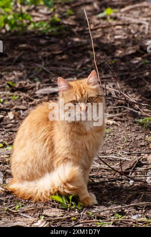 Chat jaune. Couché sur l'herbe. insatisfait. Beau fond de chat un chat. Banque D'Images