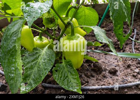 Poivrons verts mûrs dans le potager, image rapprochée Banque D'Images