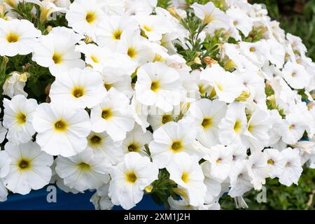 Fleurs de pétunia blanc brillant fleurissant dans le jardin, fond de fleur de pétunia Banque D'Images